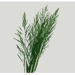 Graminea Preservada 100cm 120g