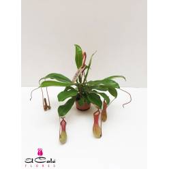 P. Nepent Alata 14/40cm x8