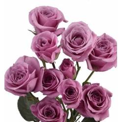 Ramificada Ecu. Blue Mom 60cm