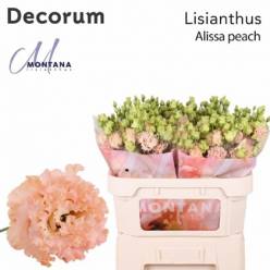 Lisiantus Hol. Alissa Peach 70cm 55gr "T10"