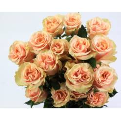 Rosa Ecu. Phoenix 60cm