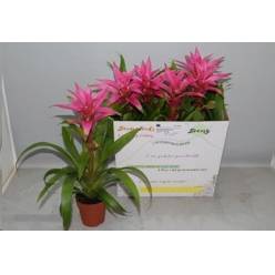 P. Guzmania Suerte Cerise 12/45cm x6