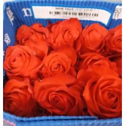 Rosa Col. New Face 60cm Nj.