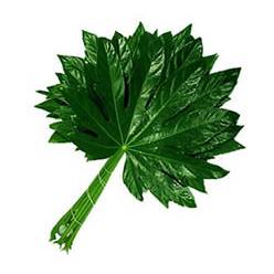 Aralia 70cm C.Rica "T50"