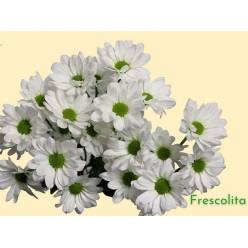 Margarita Col. D. White Frescolita Bl. (7 Dias - 2�)
