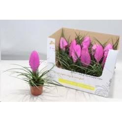 P. Tillandsia Cyanea Vincent 9/23cm x11