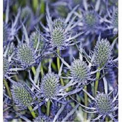 Eryngium Ecu. Blue Dynamite 50cm