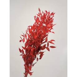 Ruscus Estabilizado Rojo 70cm 100gr
