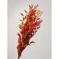 Ruscus Estabilizado Otoal 70cm 100g