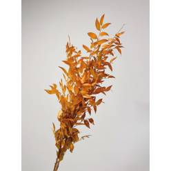 Ruscus Estabilizado Amarillo 70cm 100gr