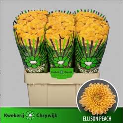 Santini Ellison Peach 1200gr "T25" Nj.