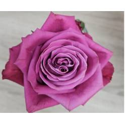 Rosa Hol. Inevitable 60cm