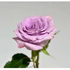 Rosa Ecu. Ocean Song 80cm