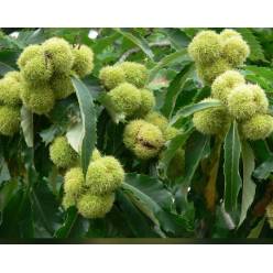 Casta�o Fruto Italia En Rama 500gr Paq.