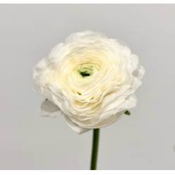 Ranunculos Ecu. Blanco 45cm