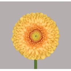 Gerbera Mini Hol. Pomponi Honeydew "T20"