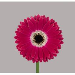 Gerbera Mini Hol. Dante "T20"