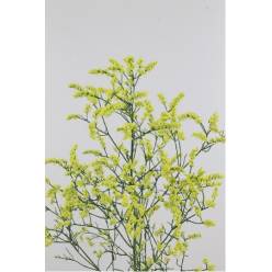Limonium Hol. Sin China Lemon 80cm 35gr "T25"