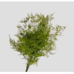 Esparraguera 70cm "Paquete"