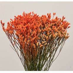 Limonium Col. Pintado Naranja 70cm