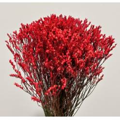 Limonium Col. Pintado Rojo 70cm
