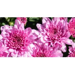 Uniflor Col. Veronica Lavander