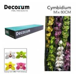 Cymbidium Mixta 80cm "Decorum"