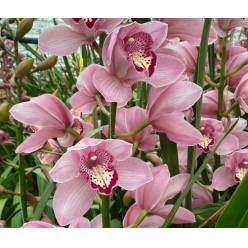 Cymbidium Kady 80cm Rs.