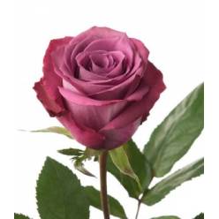 Rosa Ecu. Piacere 80cm