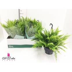 P. Helecho Green Momen 19/50cm x6