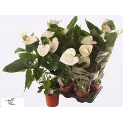 P. Anthurium An Alaska 17/65cm x6 6F
