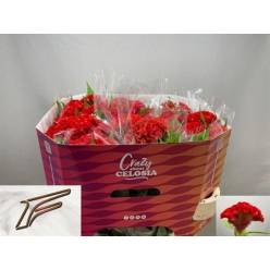 Celosia Cresta Smashing 75cm (7 Dias - 2)