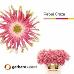 Gerbera Hol. Kv Pastini Rebel Craze