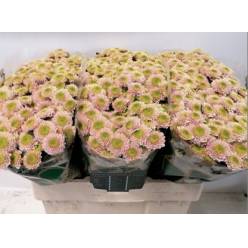 Santini Davina 1000gr "T25" Sal.