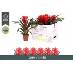 P. Guzmania Fiero Red 12/40cm x6