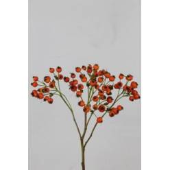 Semilla Rosa Mandarin Hiphop 50cm