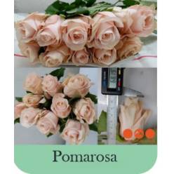 Rosa Hol. Pomarosa 50cm Rs.