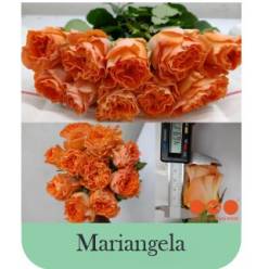 Rosa Hol. Mariangela 50cm