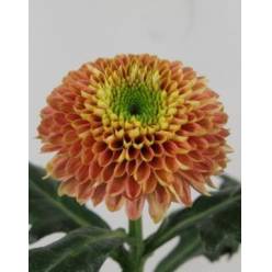 Uniflor Hol. Souvenir Orange 65gr