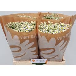 Tanacetum Manzanilla Cameron 60cm 700gr "T25" (Egmond)
