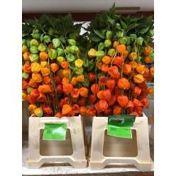 Physalis Naranja 70cm "CC50"