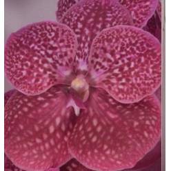Vanda Crimson Love x16