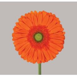 Gerbera Hol. Atlanta "CC50"