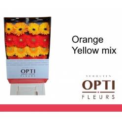 Gerbera Hol. Orange Yellow Mix "CC50"