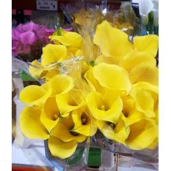 Calla Sunya 50cm Am.