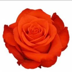 Rosa Ecu. New Face 60cm Nj.