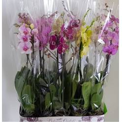 P. Phalaenopsis Mix 12/80cm 2T "Bohemian" Piko.P."CC10"