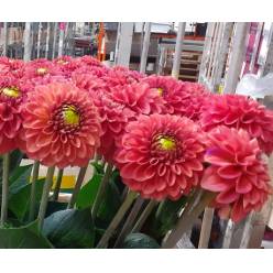 Dalia Hol. Ball Orange Fox 60cm "CC40"