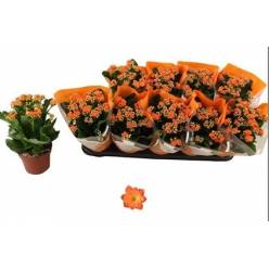 P. Kalanchoe Don Pedro 12/27cm "CC10"