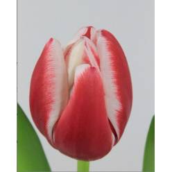 Tulipan Hol. Furand 35cm Bic.